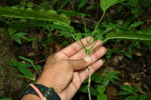  ( - BioBot00126)  @11 [ ] Copyright (2010) Unspecified Unspecified