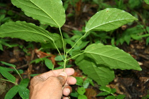  ( - BioBot00126)  @11 [ ] Copyright (2010) Unspecified Unspecified