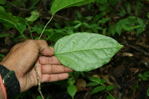  ( - BioBot00126)  @11 [ ] Copyright (2010) Unspecified Unspecified