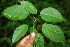  ( - BioBot00127)  @11 [ ] Copyright (2010) Unspecified Unspecified