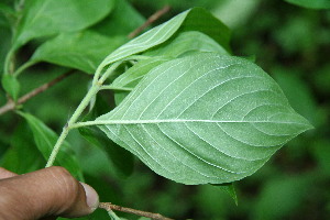  ( - BioBot00130)  @11 [ ] CreativeCommons - Attribution Non-Commercial Share-Alike (2010) Daniel H. Janzen Guanacaste Dry Forest Conservation Fund