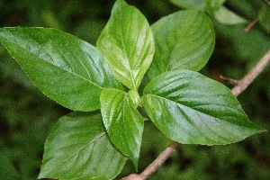  ( - BioBot00130)  @11 [ ] CreativeCommons - Attribution Non-Commercial Share-Alike (2010) Daniel H. Janzen Guanacaste Dry Forest Conservation Fund