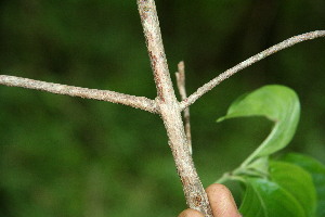  ( - BioBot00130)  @11 [ ] CreativeCommons - Attribution Non-Commercial Share-Alike (2010) Daniel H. Janzen Guanacaste Dry Forest Conservation Fund