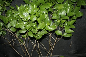  ( - BioBot00157)  @11 [ ] Copyright (2010) Unspecified Unspecified