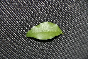  ( - BioBot00157)  @11 [ ] Copyright (2010) Unspecified Unspecified