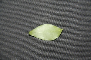  ( - BioBot00157)  @11 [ ] Copyright (2010) Unspecified Unspecified
