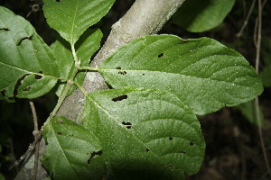  ( - BioBot00180)  @11 [ ] Copyright (2010) Unspecified Unspecified
