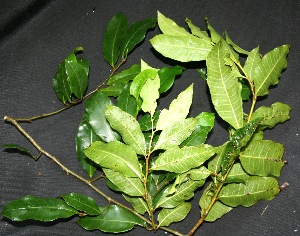  ( - BioBot00217)  @11 [ ] Copyright (2010) Unspecified Unspecified