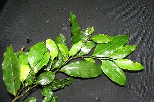  ( - BioBot00217)  @11 [ ] Copyright (2010) Unspecified Unspecified