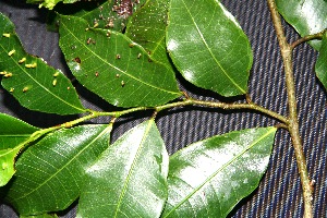  ( - BioBot00217)  @11 [ ] Copyright (2010) Unspecified Unspecified