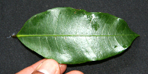  ( - BioBot00217)  @11 [ ] Copyright (2010) Unspecified Unspecified