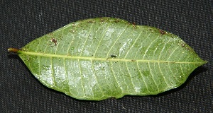  ( - BioBot00217)  @11 [ ] Copyright (2010) Unspecified Unspecified