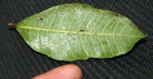  ( - BioBot00217)  @11 [ ] Copyright (2010) Unspecified Unspecified