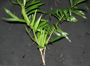  ( - BioBot00243)  @11 [ ] Copyright (2010) Unspecified Unspecified