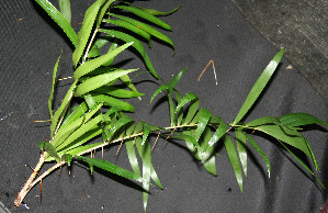  ( - BioBot00243)  @11 [ ] Copyright (2010) Unspecified Unspecified