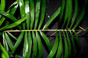 ( - BioBot00243)  @11 [ ] Copyright (2010) Unspecified Unspecified