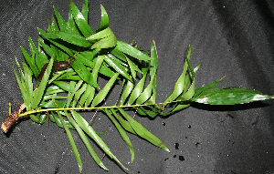  ( - BioBot00244)  @11 [ ] Copyright (2010) Unspecified Unspecified