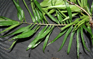  ( - BioBot00244)  @11 [ ] Copyright (2010) Unspecified Unspecified