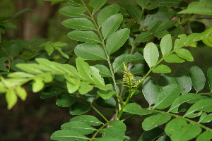  ( - BioBot00248)  @11 [ ] Copyright (2010) Unspecified Unspecified