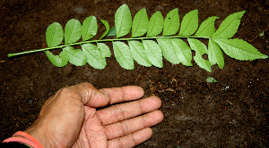  ( - BioBot00248)  @11 [ ] Copyright (2010) Unspecified Unspecified