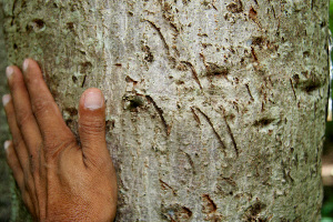  ( - BioBot00249)  @11 [ ] Copyright (2010) Unspecified Unspecified