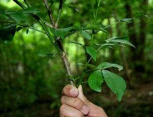  ( - BioBot00249)  @11 [ ] Copyright (2010) Unspecified Unspecified
