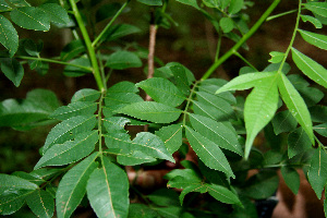  ( - BioBot00249)  @11 [ ] Copyright (2010) Unspecified Unspecified