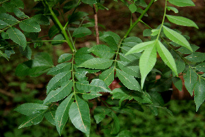  ( - BioBot00249)  @11 [ ] Copyright (2010) Unspecified Unspecified