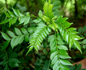  ( - BioBot00249)  @11 [ ] Copyright (2010) Unspecified Unspecified