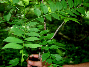 ( - BioBot00250)  @11 [ ] Copyright (2010) Unspecified Unspecified