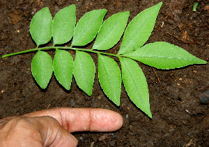  ( - BioBot00250)  @11 [ ] CreativeCommons - Attribution Non-Commercial Share-Alike (2010) Daniel H. Janzen Guanacaste Dry Forest Conservation Fund