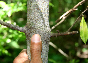  (Bonellia nervosa - BioBot00254)  @11 [ ] CreativeCommons - Attribution Non-Commercial Share-Alike (2010) Daniel H. Janzen Guanacaste Dry Forest Conservation Fund