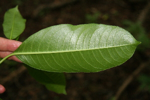  ( - BioBot00258)  @11 [ ] CreativeCommons - Attribution Non-Commercial Share-Alike (2010) Daniel H. Janzen Guanacaste Dry Forest Conservation Fund