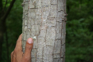  ( - BioBot00258)  @11 [ ] CreativeCommons - Attribution Non-Commercial Share-Alike (2010) Daniel H. Janzen Guanacaste Dry Forest Conservation Fund