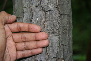  ( - BioBot00259)  @11 [ ] CreativeCommons - Attribution Non-Commercial Share-Alike (2010) Daniel H. Janzen Guanacaste Dry Forest Conservation Fund