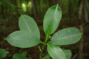  (Sapium thelocarpum - BioBot00259)  @11 [ ] Copyright (2010) Unspecified Unspecified