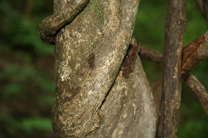  ( - BioBot00267)  @11 [ ] CreativeCommons - Attribution Non-Commercial Share-Alike (2010) Daniel H. Janzen Guanacaste Dry Forest Conservation Fund