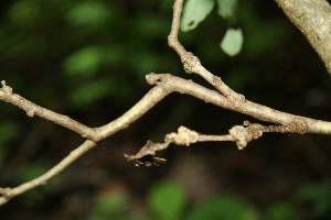  ( - BioBot00269)  @11 [ ] CreativeCommons - Attribution Non-Commercial Share-Alike (2010) Daniel H. Janzen Guanacaste Dry Forest Conservation Fund