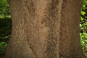  ( - BioBot00277)  @11 [ ] Copyright (2010) Unspecified Unspecified