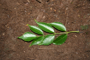  ( - BioBot00277)  @11 [ ] Copyright (2010) Unspecified Unspecified