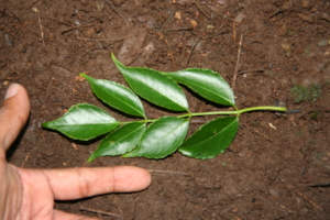  ( - BioBot00277)  @11 [ ] Copyright (2010) Unspecified Unspecified