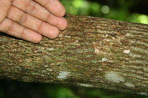  ( - BioBot00302)  @11 [ ] CreativeCommons - Attribution Non-Commercial Share-Alike (2010) Daniel H. Janzen Guanacaste Dry Forest Conservation Fund