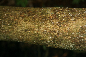  ( - BioBot00302)  @11 [ ] CreativeCommons - Attribution Non-Commercial Share-Alike (2010) Daniel H. Janzen Guanacaste Dry Forest Conservation Fund