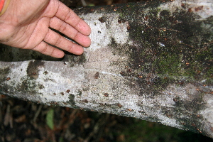  ( - BioBot00308)  @11 [ ] CreativeCommons - Attribution Non-Commercial Share-Alike (2010) Daniel H. Janzen Guanacaste Dry Forest Conservation Fund