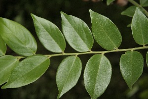  ( - BioBot00322)  @11 [ ] Copyright (2010) Unspecified Unspecified