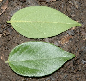  ( - BioBot00322)  @11 [ ] Copyright (2010) Unspecified Unspecified