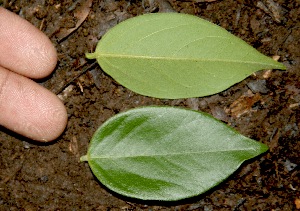  ( - BioBot00322)  @11 [ ] Copyright (2010) Unspecified Unspecified