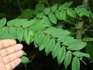  ( - BioBot00332)  @11 [ ] Copyright (2010) Unspecified Unspecified