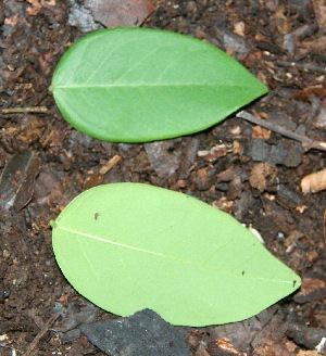  ( - BioBot00332)  @11 [ ] Copyright (2010) Unspecified Unspecified