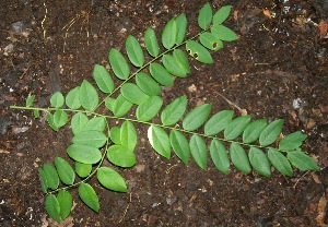  ( - BioBot00332)  @11 [ ] Copyright (2010) Unspecified Unspecified